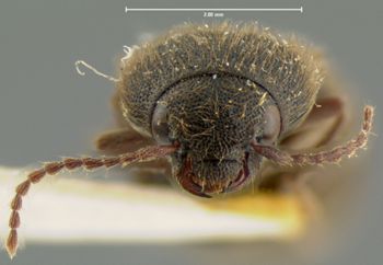 Media type: image;   Entomology 2495 Aspect: head frontal view